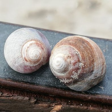 Schneckenpaar