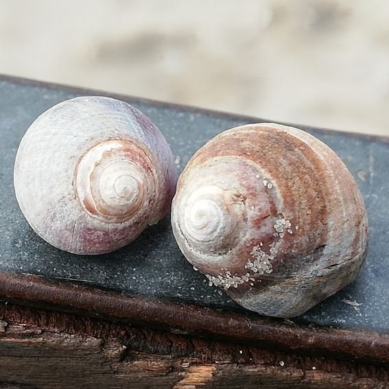 Schneckenpaar